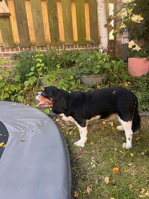 Hond gevonden en het baasje ook - Foto: Ingezonden foto