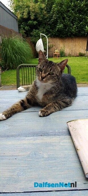 Cyperse kat Churro vermist - Foto: Ingezonden foto
