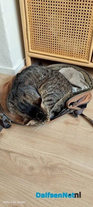Cyperse kat Churro vermist - Foto: Ingezonden foto