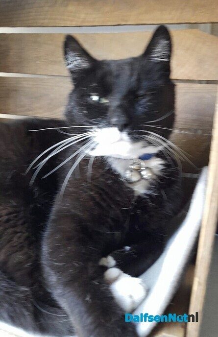 Kat vermist en ook weer terug - Foto: Ingezonden foto