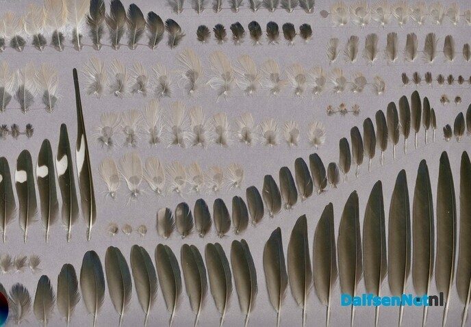Kleren maken de man, veren maken de vogel - Foto: Ingezonden foto