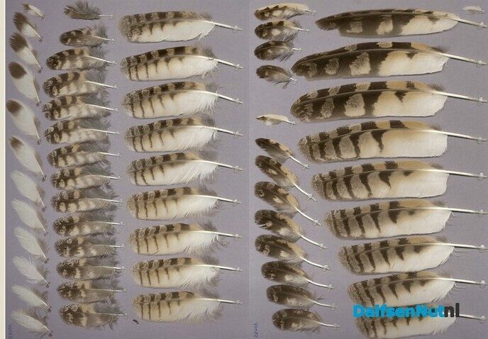 Kleren maken de man, veren maken de vogel - Foto: Ingezonden foto