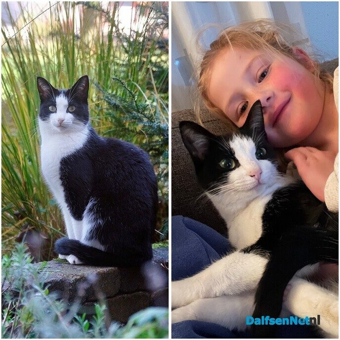 Poes vermist - Foto: Ingezonden foto
