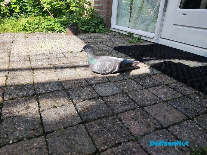 Duif te logeren - Foto: Ingezonden foto