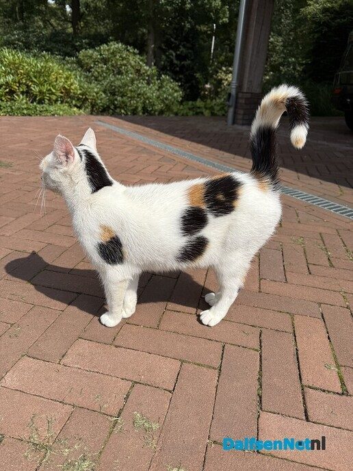 Kat zwerft rond - Foto: Ingezonden foto