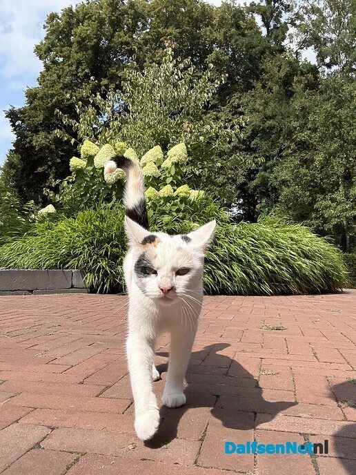 Kat zwerft rond - Foto: Ingezonden foto