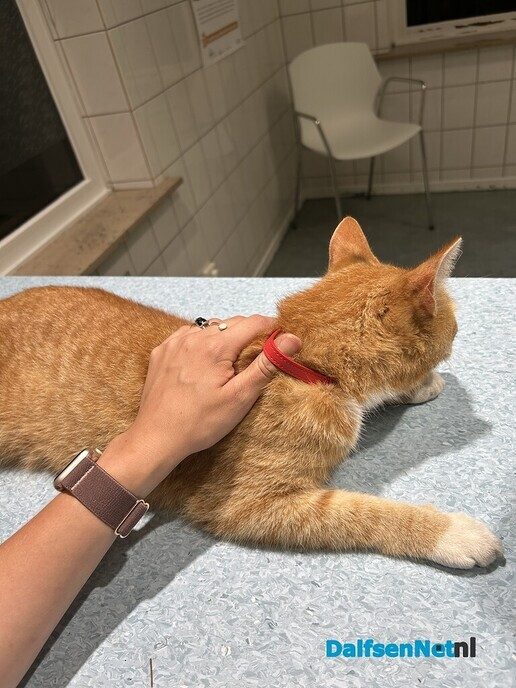 Kat mogelijk vergiftigd - Foto: Ingezonden foto