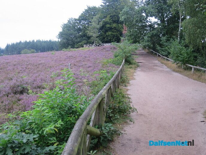 Een bloeiende heide-wandeling op de Lemelerberg - Foto: Wim
