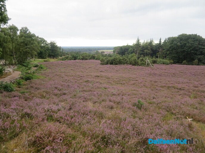 Een bloeiende heide-wandeling op de Lemelerberg - Foto: Wim