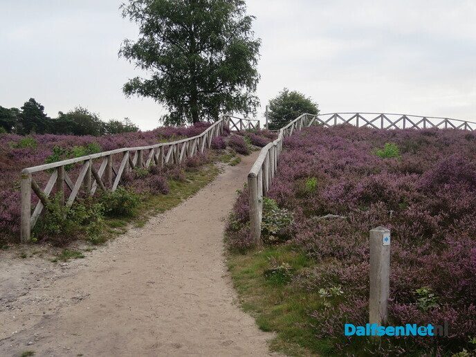Een bloeiende heide-wandeling op de Lemelerberg - Foto: Wim
