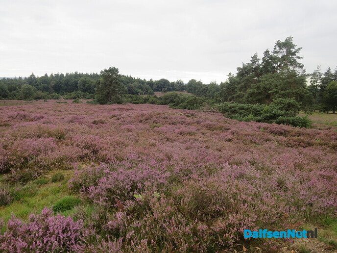 Een bloeiende heide-wandeling op de Lemelerberg - Foto: Wim