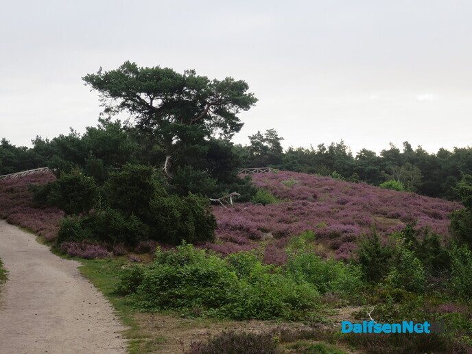 Een bloeiende heide-wandeling op de Lemelerberg - Foto: Wim