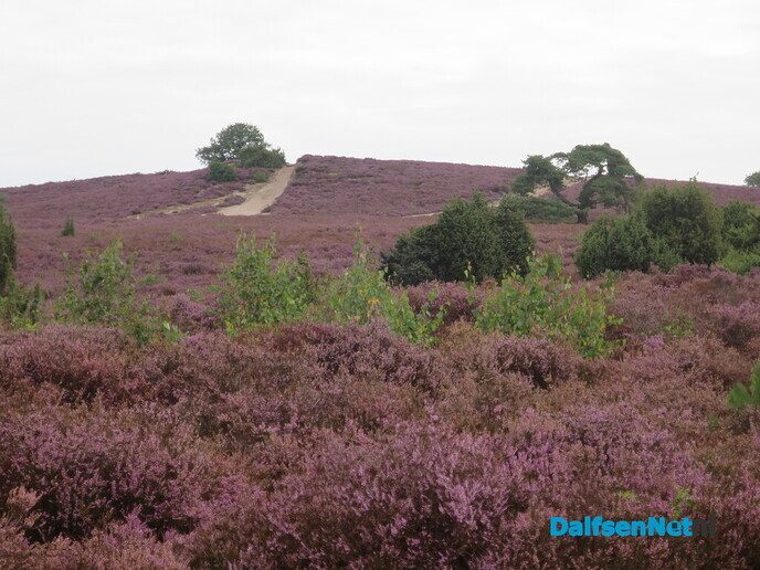 Een bloeiende heide-wandeling op de Lemelerberg - Foto: Wim