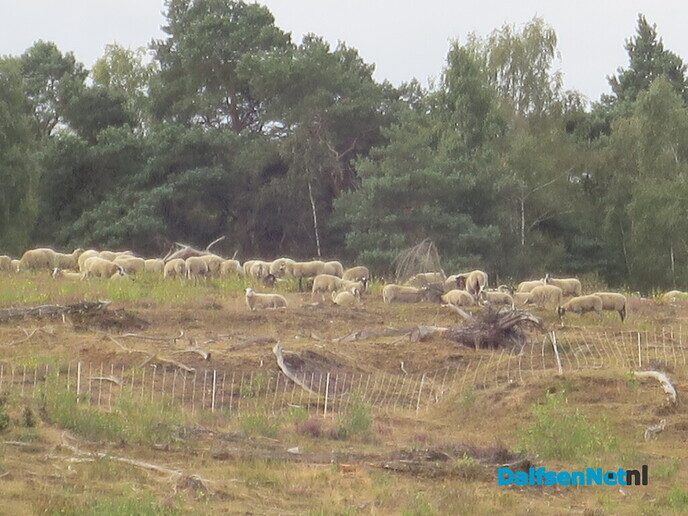 Een bloeiende heide-wandeling op de Lemelerberg - Foto: Wim