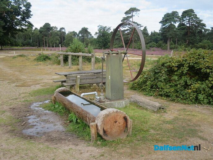 Een bloeiende heide-wandeling op de Lemelerberg - Foto: Wim