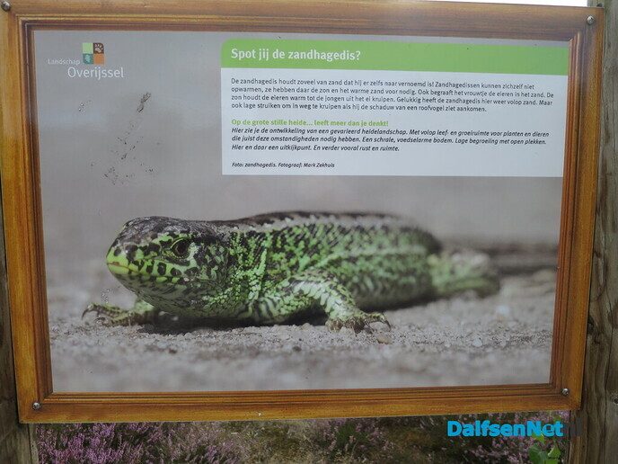 Een bloeiende heide-wandeling op de Lemelerberg - Foto: Wim