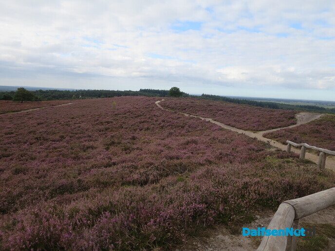 Een bloeiende heide-wandeling op de Lemelerberg - Foto: Wim