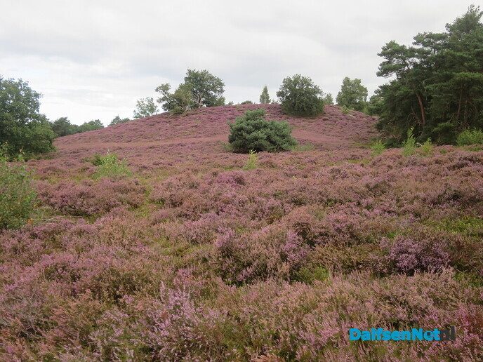 Een bloeiende heide-wandeling op de Lemelerberg - Foto: Wim