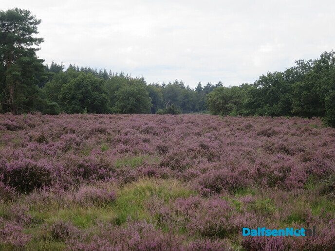 Een bloeiende heide-wandeling op de Lemelerberg - Foto: Wim