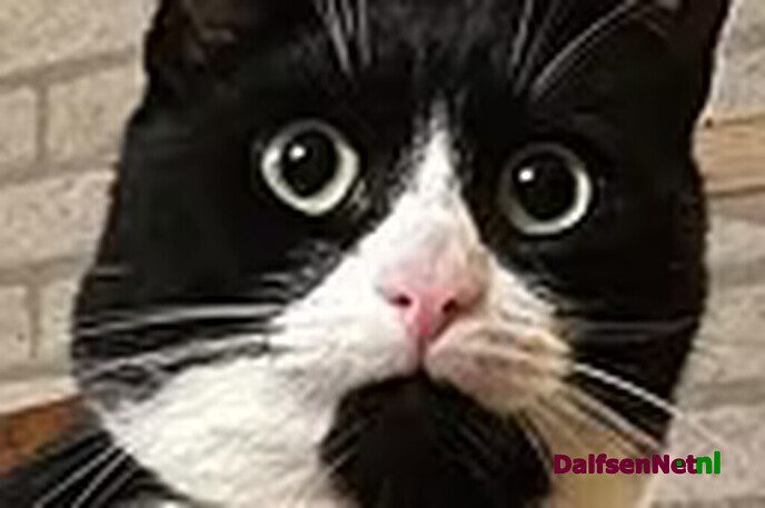 Ex kater vermist en weer terecht - Foto: Ingezonden foto