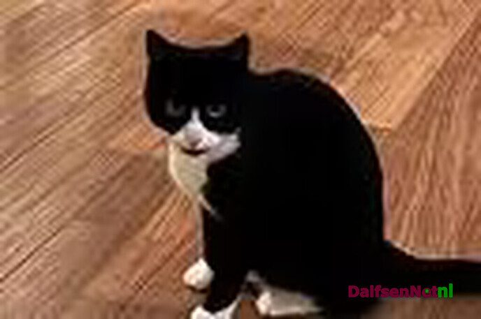 Ex kater vermist en weer terecht - Foto: Ingezonden foto