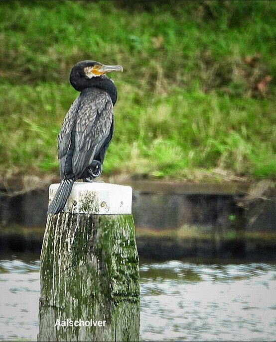 Landgoed de Havixhorst; pracht gebied - Foto: Femmie Smink
