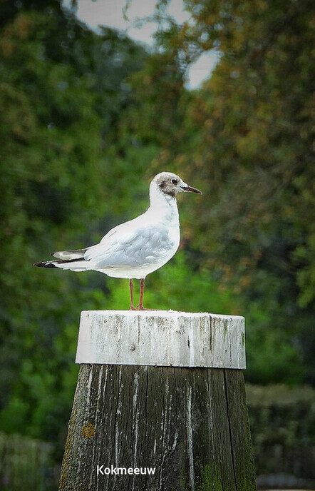 Landgoed de Havixhorst; pracht gebied - Foto: Femmie Smink