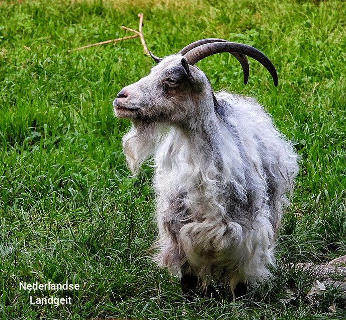 Avereest wandeling - Foto: Femmie Smink