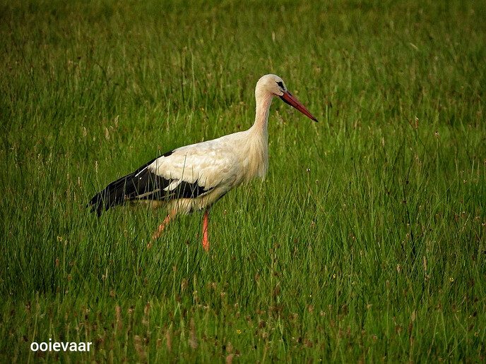 Avereest wandeling - Foto: Femmie Smink