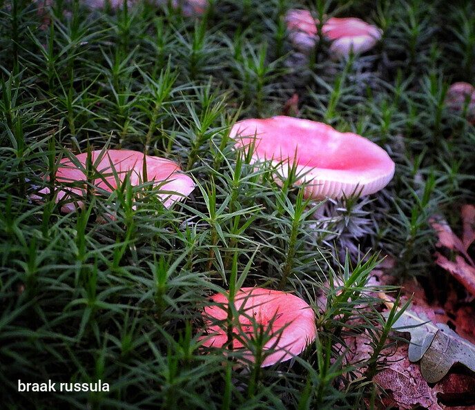 Avereest wandeling - Foto: Femmie Smink