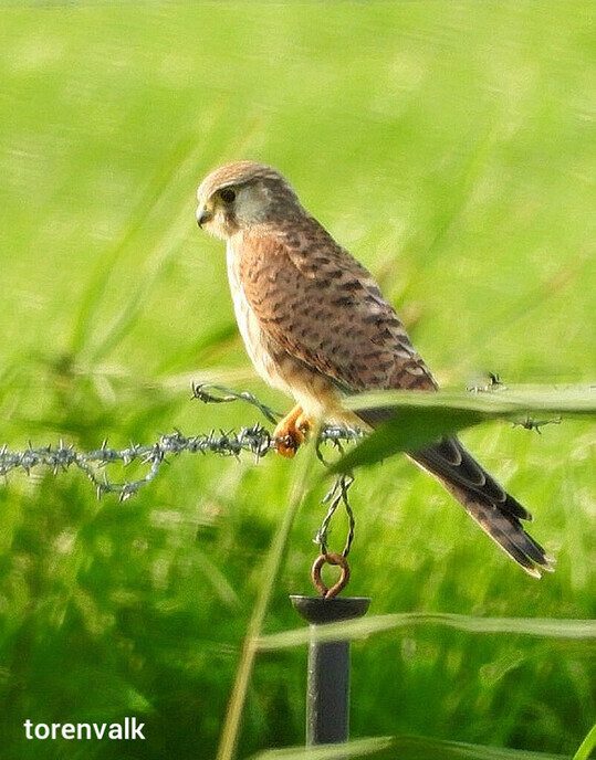 Roofvogels - Foto: Femmie Smink