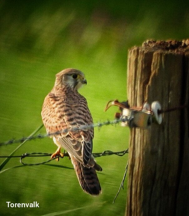 Roofvogels - Foto: Femmie Smink