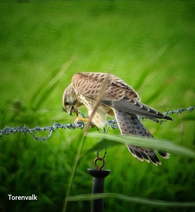 Roofvogels - Foto: Femmie Smink