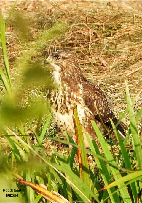 Roofvogels - Foto: Femmie Smink