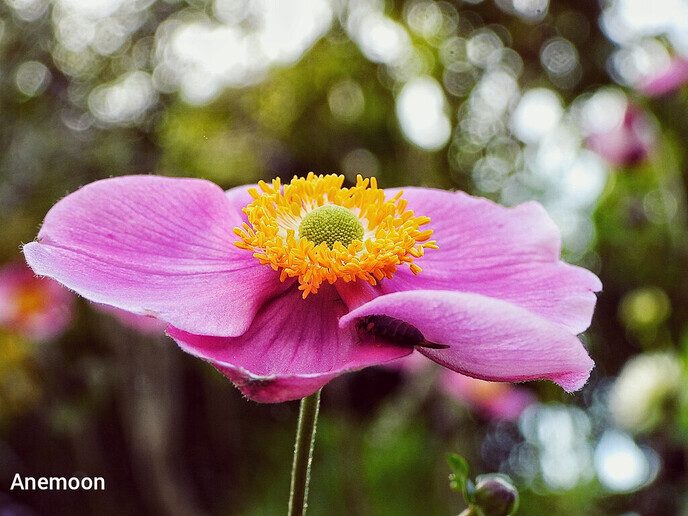 Een feestje in de tuin - Foto: Femmie Smink