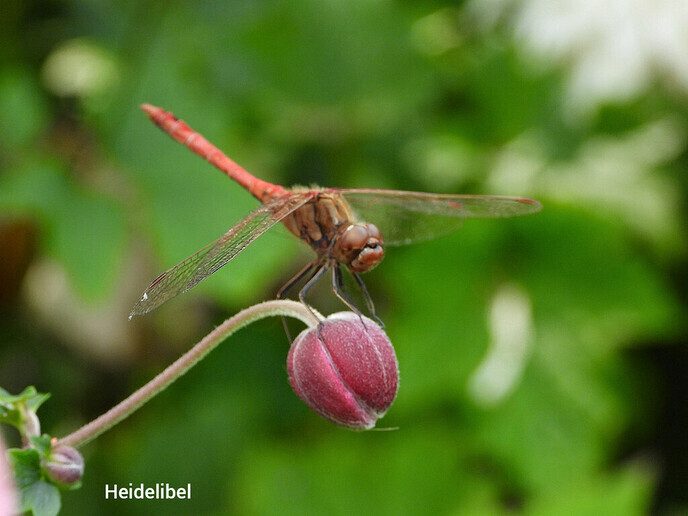 Een feestje in de tuin - Foto: Femmie Smink