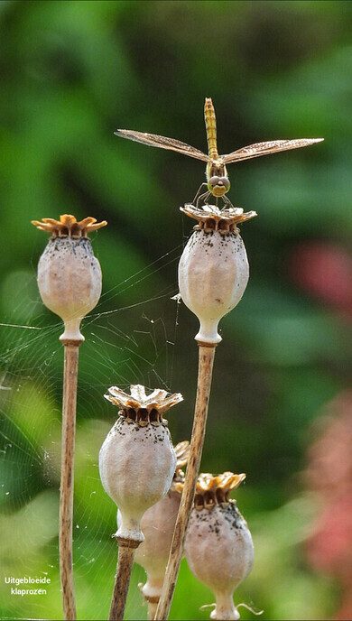 Een feestje in de tuin - Foto: Femmie Smink