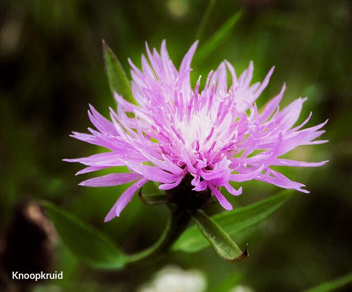 Een feestje in de tuin - Foto: Femmie Smink