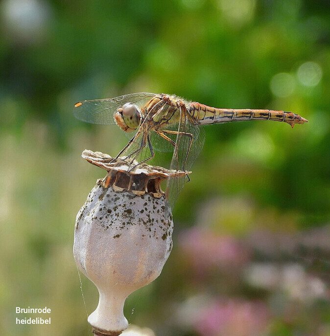 Een feestje in de tuin - Foto: Femmie Smink