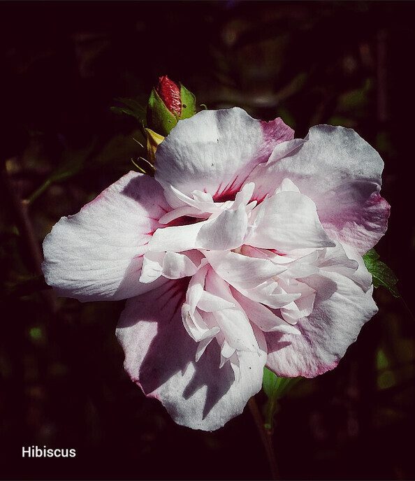 Mooie afwisseling - Foto: Femmie Smink