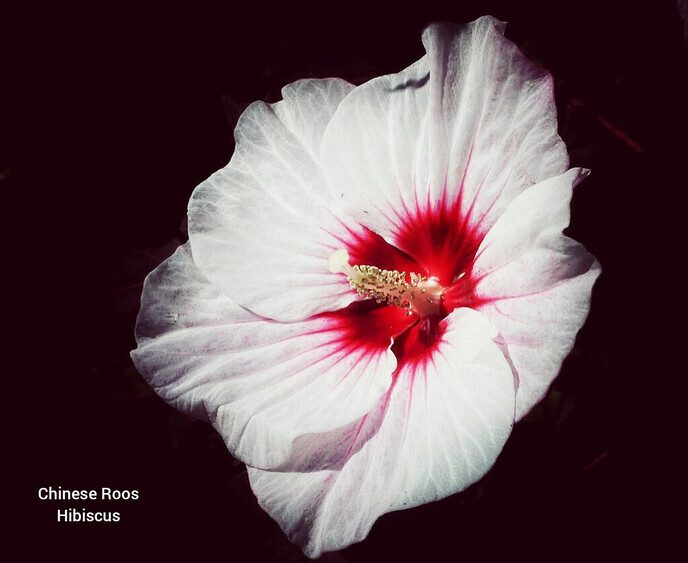 Mooie afwisseling - Foto: Femmie Smink