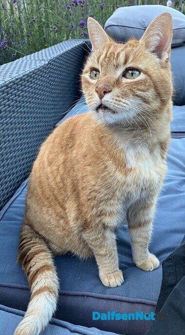Rode kat Ollie was vermist in het Sterrebos en is weer terug - Foto: Ingezonden foto
