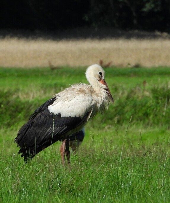 Varia, omdat het vakantie is - Foto: Femmie Smink