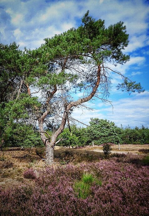 Arriën een mooi natuurgebied - Foto: Femmie Smink