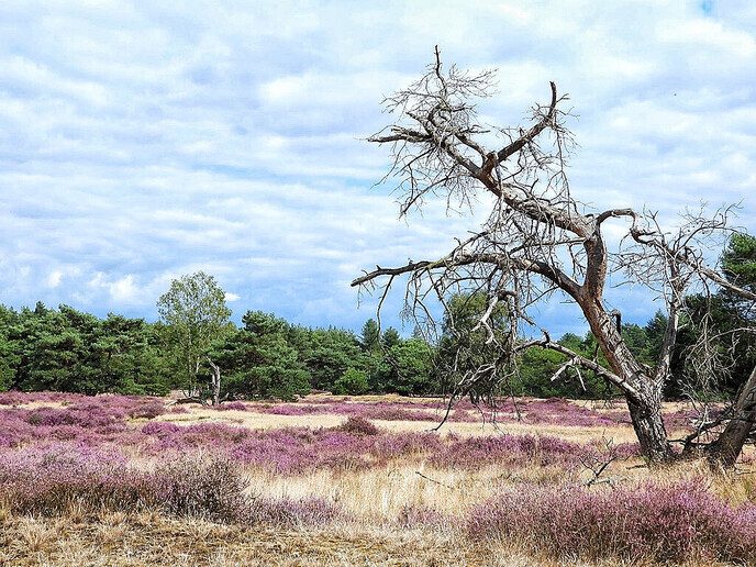 Arriën een mooi natuurgebied - Foto: Femmie Smink