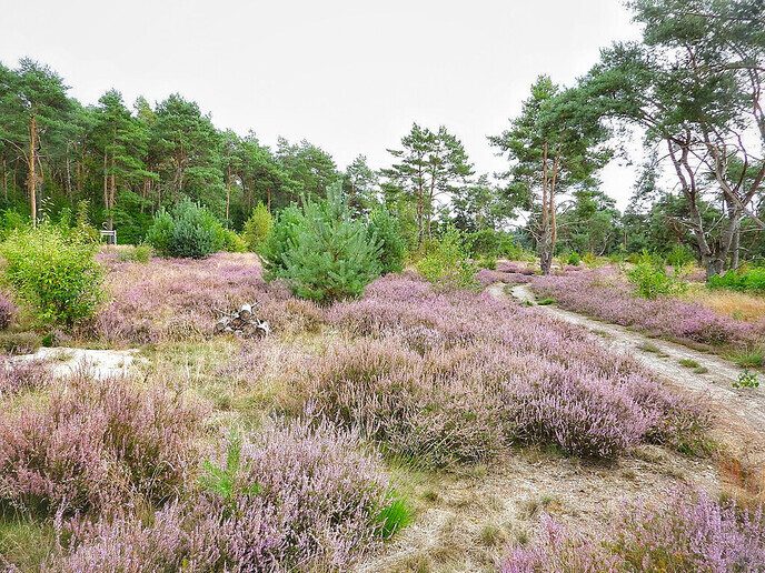 Arriën een mooi natuurgebied - Foto: Femmie Smink