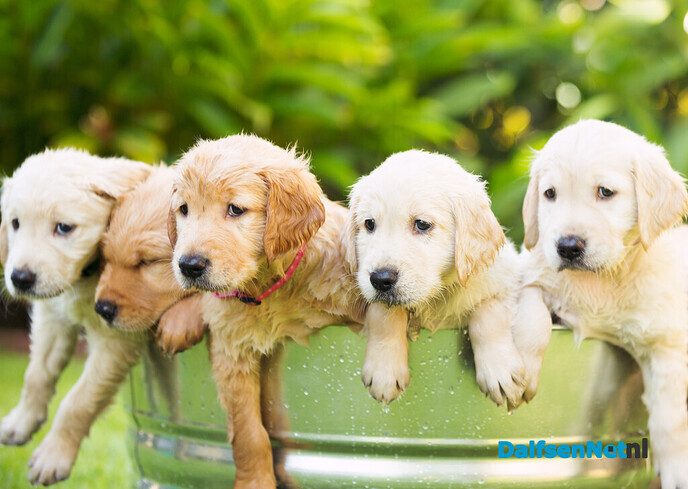 Pup te koop of gezocht?! - Foto: Ingezonden foto