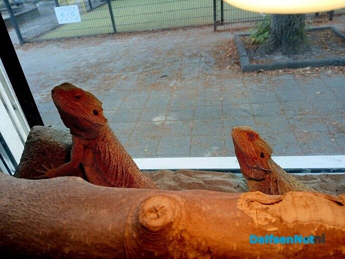 Jonge baardagamen op basisschool Sjaloom - Foto: Ingezonden foto