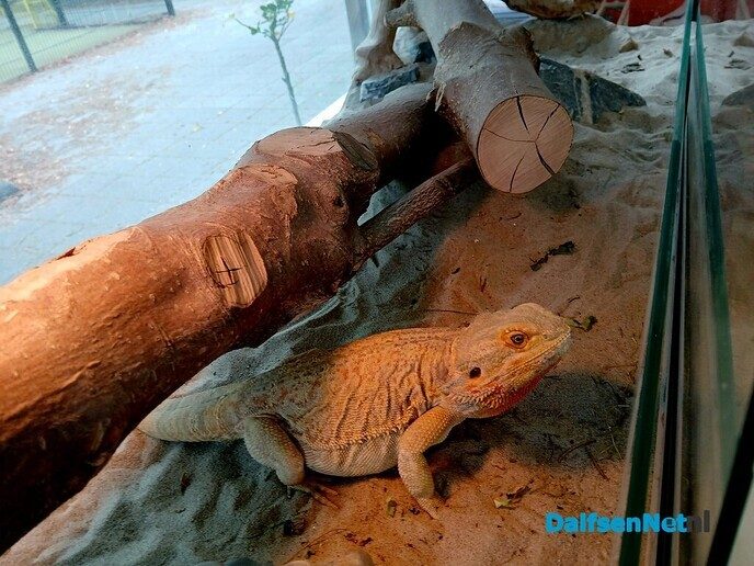 Jonge baardagamen op basisschool Sjaloom - Foto: Ingezonden foto
