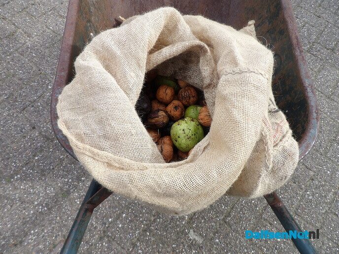 Kruiwagen met walnoten voor Anton - Foto: Willy